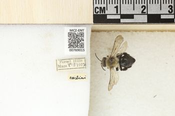 Media type: image;   Entomology 769015 Aspect: Labels